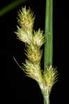 Greenwhite sedge